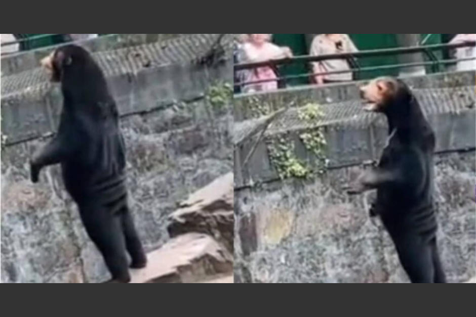 El zoológico de Hangzhou niega que uno de sus osos sea un humano disfrazado.&nbsp;(Foto: Sin Reservas)