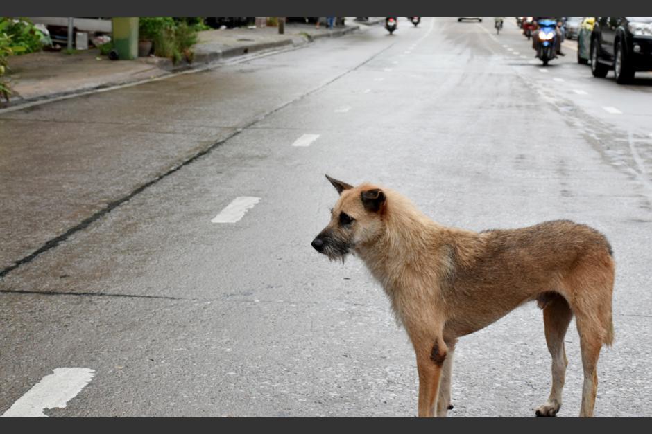 El perro fue captado en la parte trasera de un picop. (Foto: ilustrativa/Shutterstock)