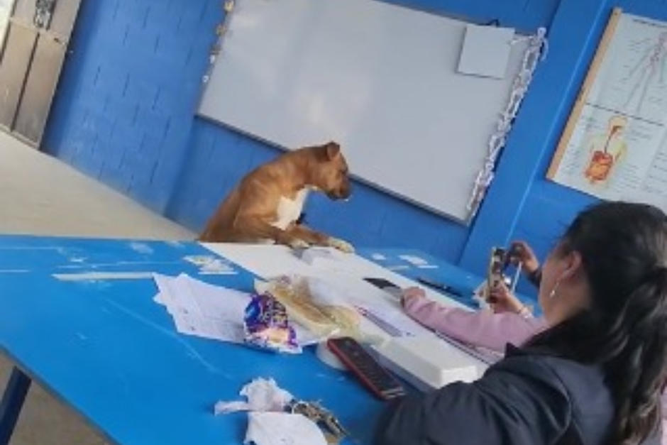 Un perrito que se coló en una mesa electoral llamó la atención de los internautas. (Foto: Oficial)