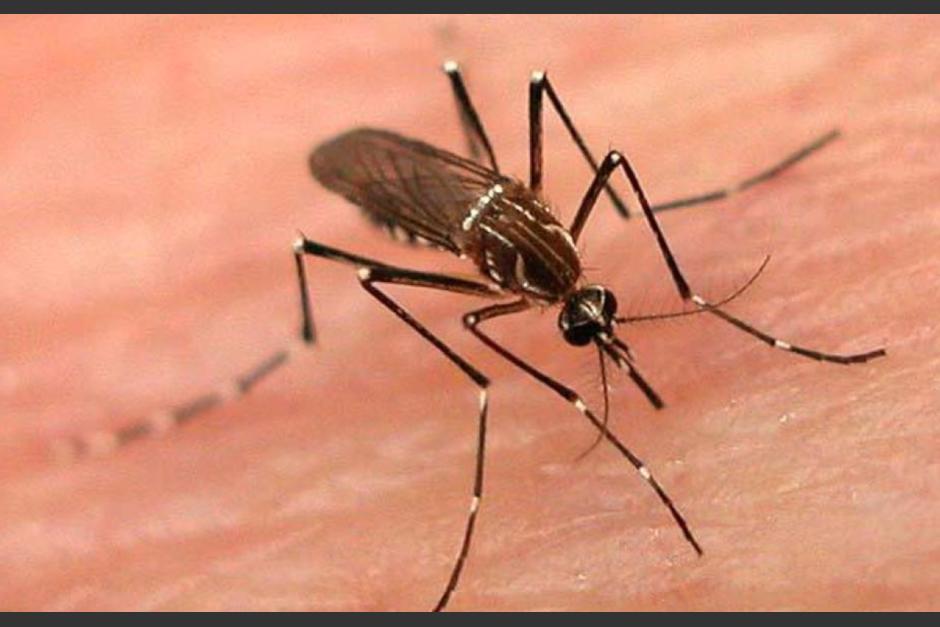 El Ministerio de Salud activó alerta roja por incremento de casos de dengue. (Foto: Archivo/Soy502)