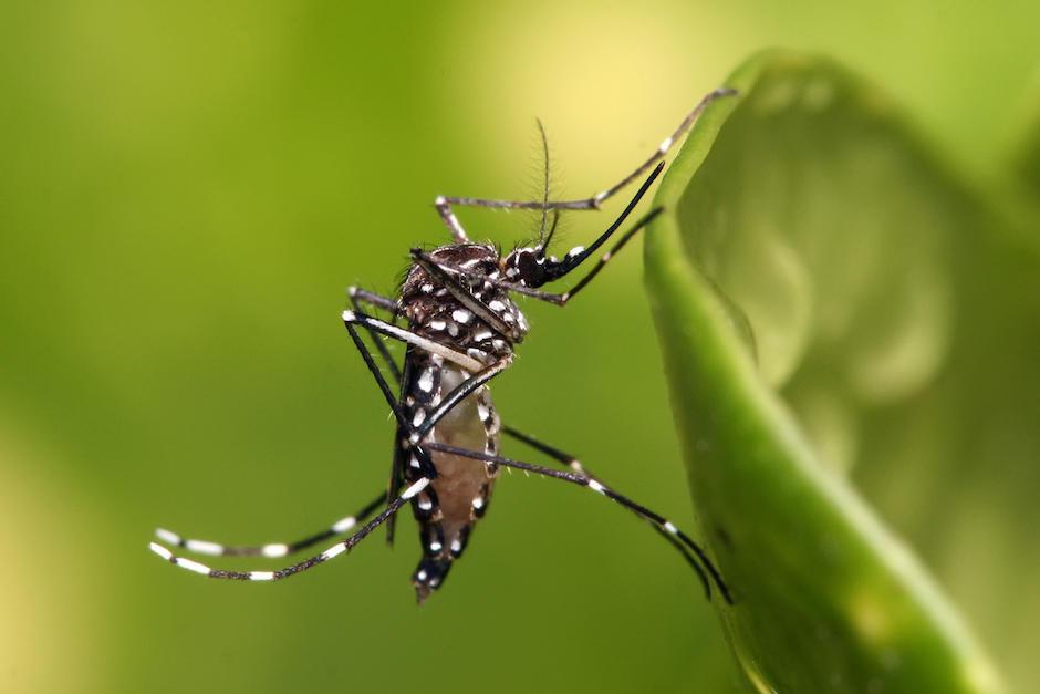 OPS informó sobre los niveles de gravedad del dengue que está afectando a varios países, entre ellos Guatemala. (Foto ilustrativa: Archivo/Soy502)&nbsp;