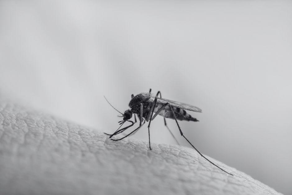 Salud reportó 21 casos de fallecidos por dengue en Guatemala. (Foto ilustrativa: Shutterstock)