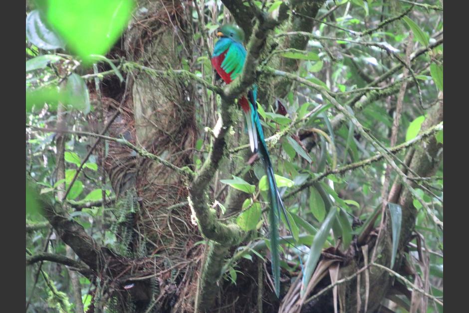 ¿Conoces cómo lucen los ejemplares de quetzal hembra? (Foto: Refugio del Quetzal, San Rafael Pie de la Cuesta)