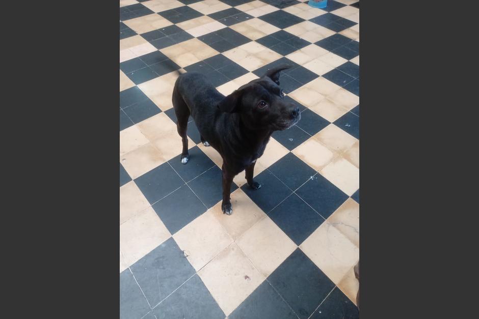 "Negro", así se llama uno de los perros que se llegó a regalar al Paraninfo. (Foto:&nbsp;@intoamountain)&nbsp;