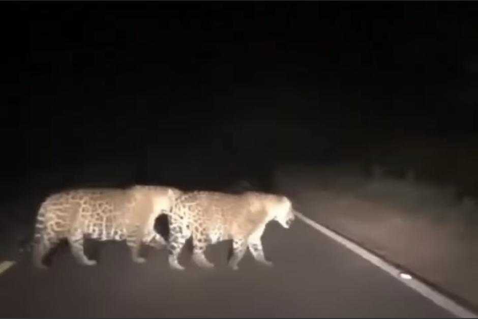 Un video de dos jaguares atravesándose una carretera en la noche se hizo viral entre los guatemaltecos. (Foto: captura de video)