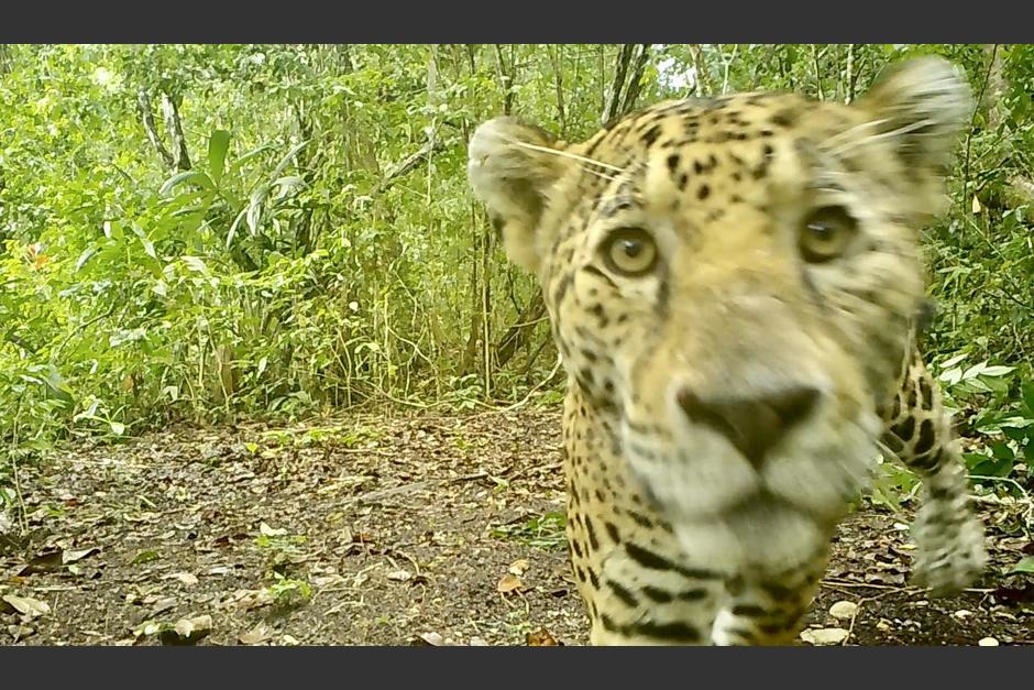 El jaguar fue captado muy juguetón y escondiéndose en la selva petenera. (Foto: Francisco Asturias)&nbsp;