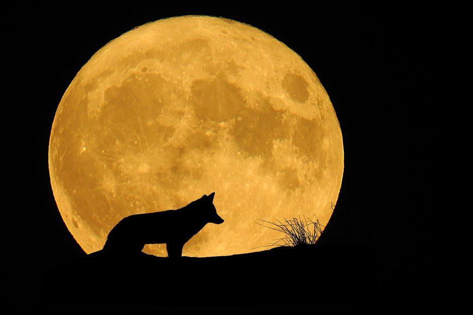 La Luna llena Lobo aún se puede apreciar este sábado. (Foto: Pixabay)
