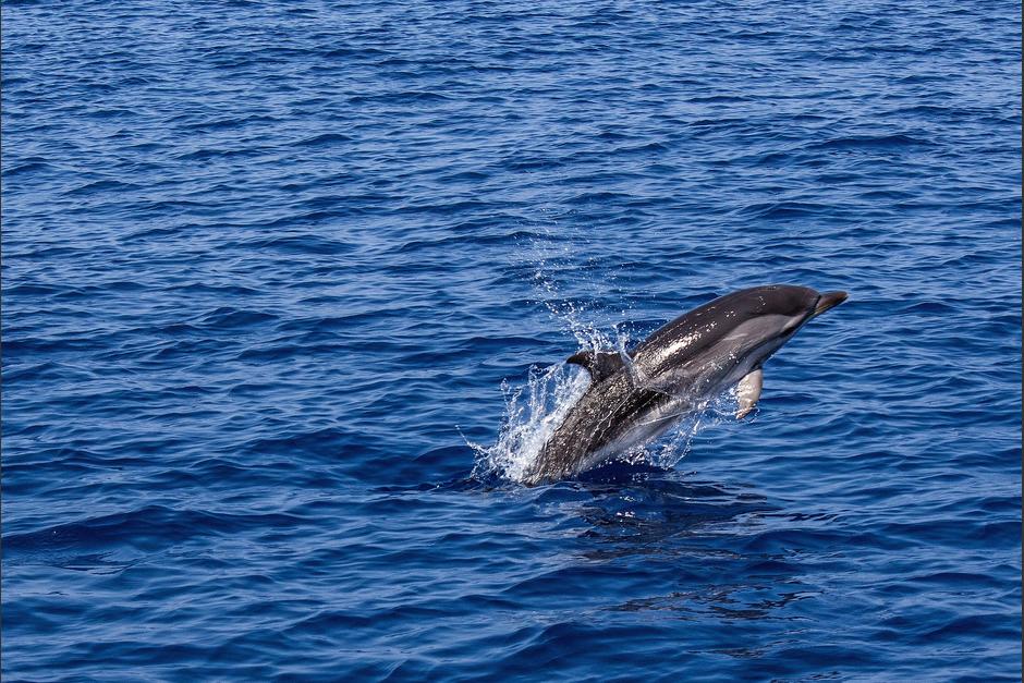 Los turistas presenciaron el trayecto de los delfines en aguas del Caribe guatemalteco. (Foto: Pixabay)