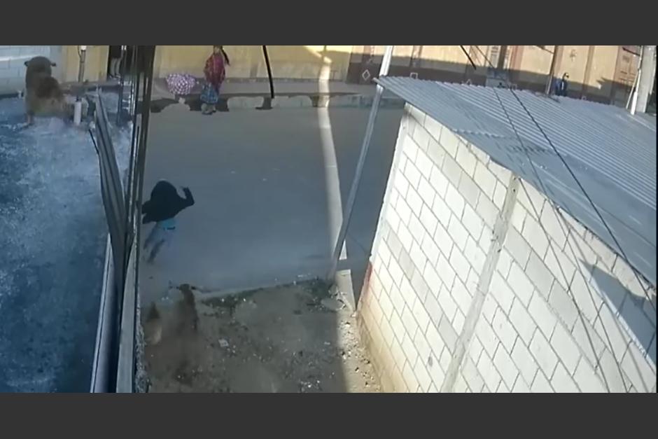 Un niño fue atropellado cuando intentaba huir de una jauría que se encontraba en una calle de San Juan Comalapa, Chimaltenango. (Foto: captura de video)
