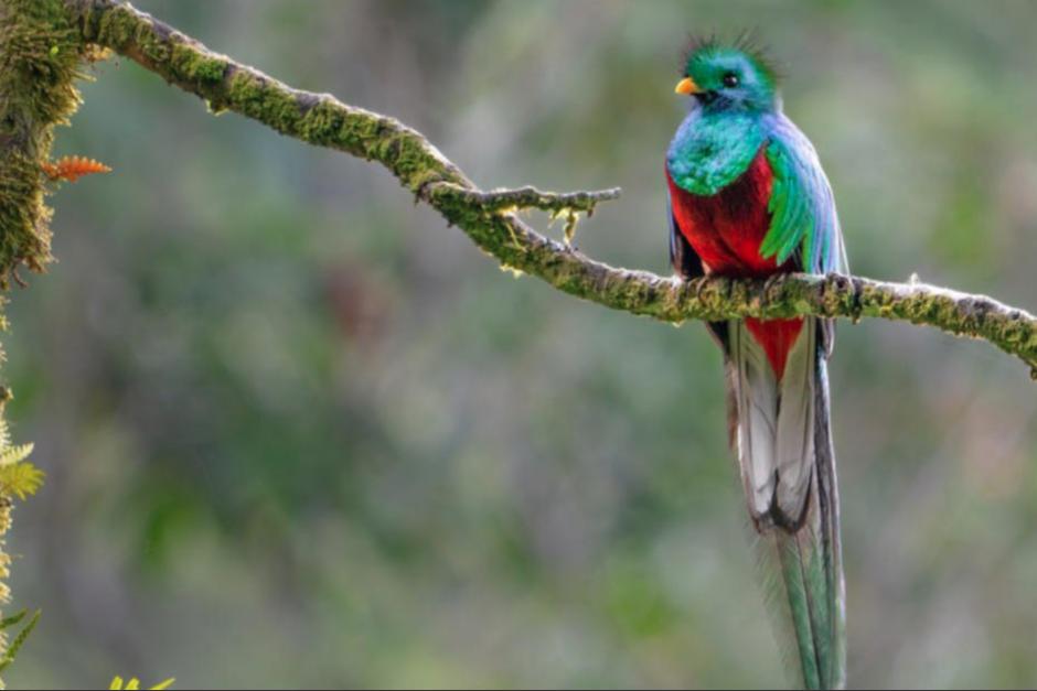 Un quetzal fue captado cuando se daba un refrescante baño en San Marcos. (Foto: Andrés Novales)