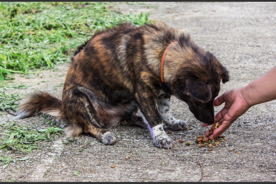 Las autoridades ya iniciaron el proceso de investigación por el envenenamiento de perros en Xela. (Foto: Ilustrativa/Shutterstock)