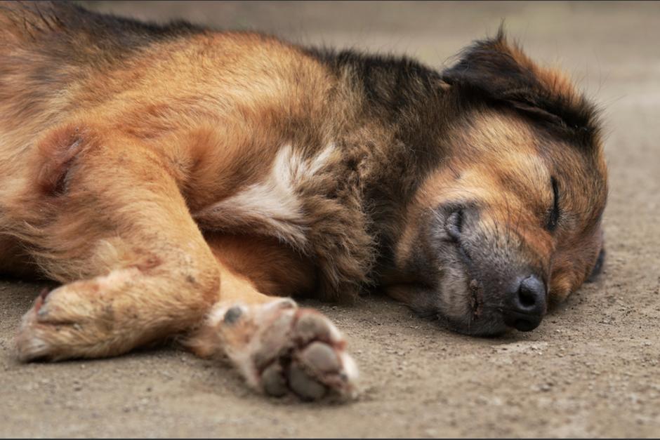 En un video que se hizo viral se muestra el momento en que envenenan a los perros. (Foto: Archivo/Soy502)&nbsp;