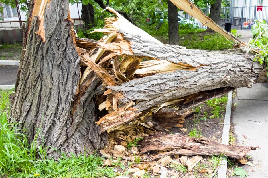 Usuarios reportaron la caída de un árbol en la vía pública de zona 6. (Foto: Shutterstock)&nbsp;