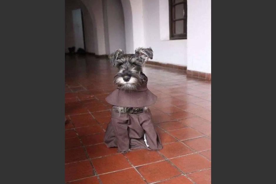 El perro es ahora parte de la comunidad franciscana. (Foto: Redes Sociales)