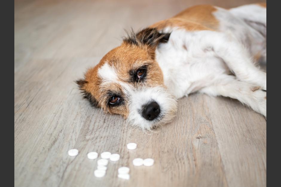 Un albergue en Jutiapa denunció el envenenamiento de 10 perros que habían sido rescatados en los últimos días. (Foto: Ilustrativa/Shutterstock)