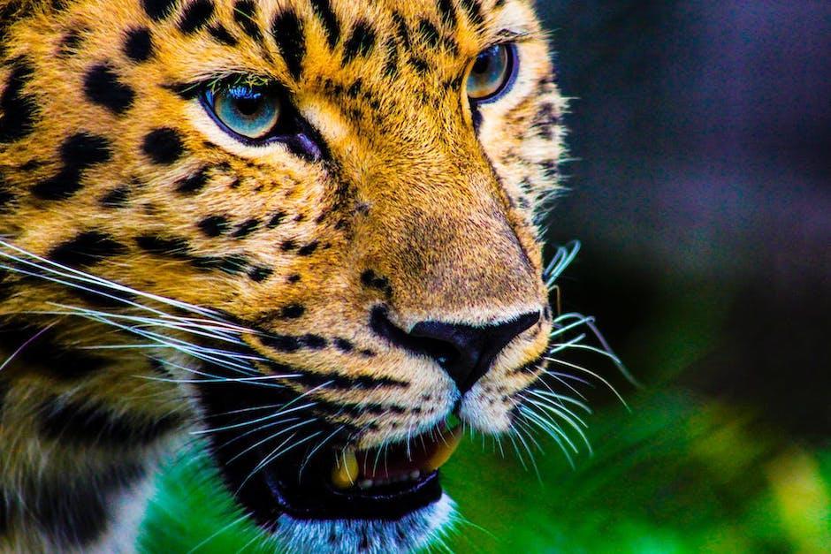 Jaguar deja su marca territorial en la selva petenera. (Foto: Archivo)