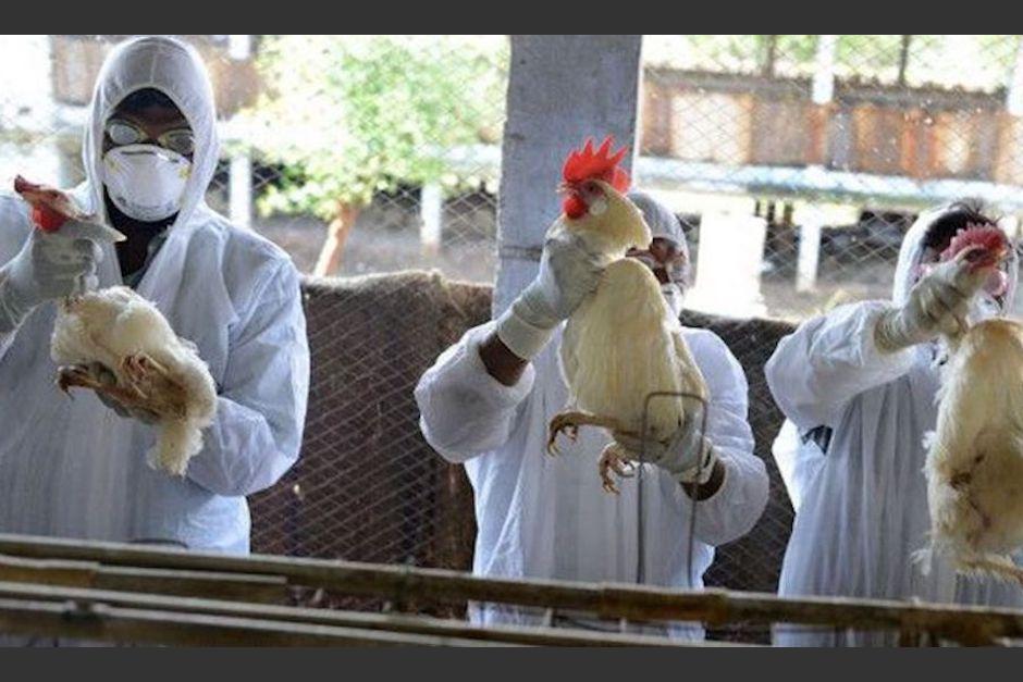 Esta es la forma de contagio y los síntomas que provoca la influenza aviar en humanos, según la OPS. (Foto: ilustrativa/La Nación)