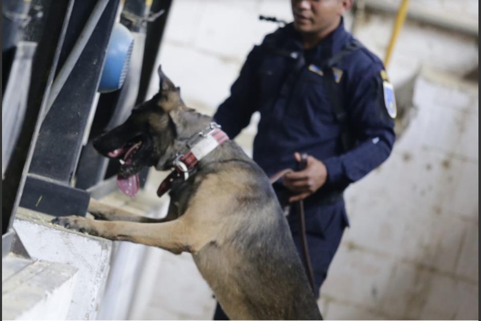 Los caninos K-9 pueden detectar ilícitos. (Foto: Ministerio de Gobernación)