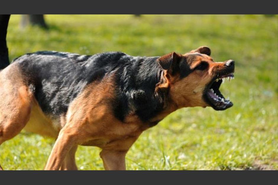 Un perro aparentemente pastor alemán atacó a una niña de 6 años y a una mujer de 43 en San Juan Sacatepéquez. (Foto: Archivo/Soy502)