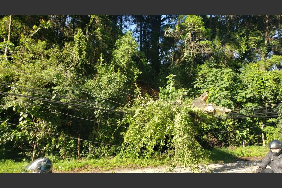 Un árbol de grandes proporciones se desplomó en la ruta Interamericana, un vehículo que transitaba por el lugar resultó afectado. (Foto: Municipalidad de Mixco)