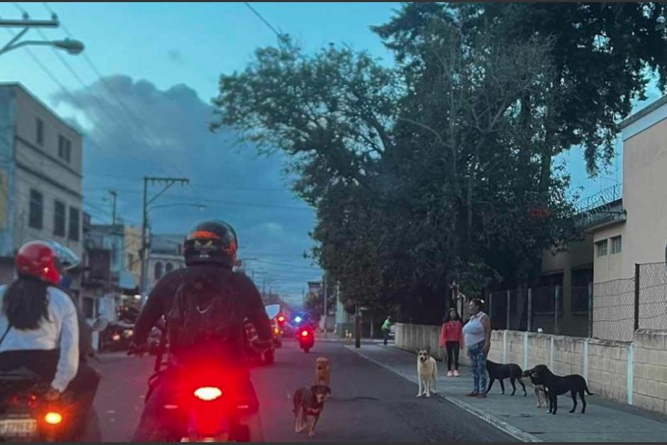 En redes sociales se viralizó la imagen de una jauría de perros que esperan a motoristas en un sector de zona 5. (Foto: captura de pantalla)&nbsp;
