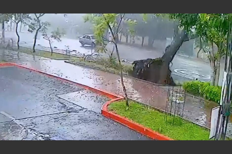 Así fue como se desplomó un árbol de grandes dimensiones en la zona 2 de la Ciudad de Guatemala. (Foto: captura de video)