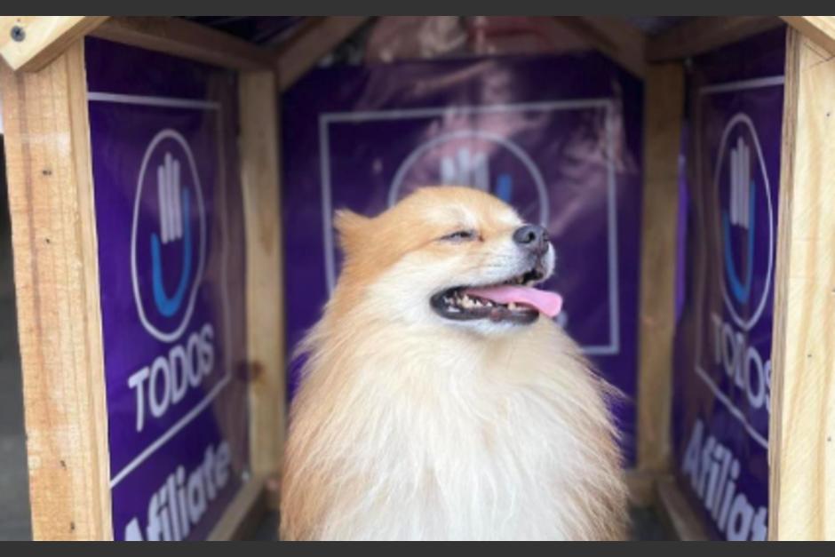 Casitas para perros hechas por candidato Byron Rodriguez. (Foto: Instagram)