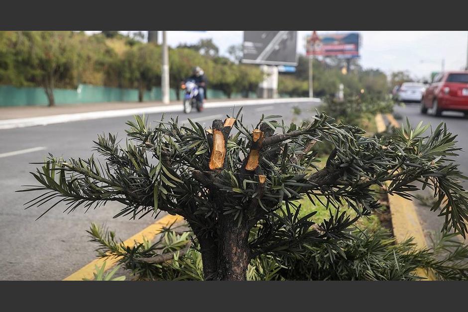 Denuncian tala ilegal de 34 árboles en el bulevar Juan Pablo II, en la zona 13 de la Ciudad de Guatemala. (Foto: Municipalidad de Guatemala)