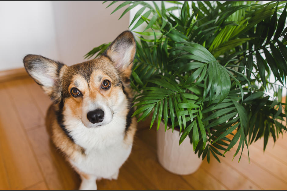 Algunas plantas son perjudiciales para la salud de nuestras mascotas. (Foto: Shutterstock)