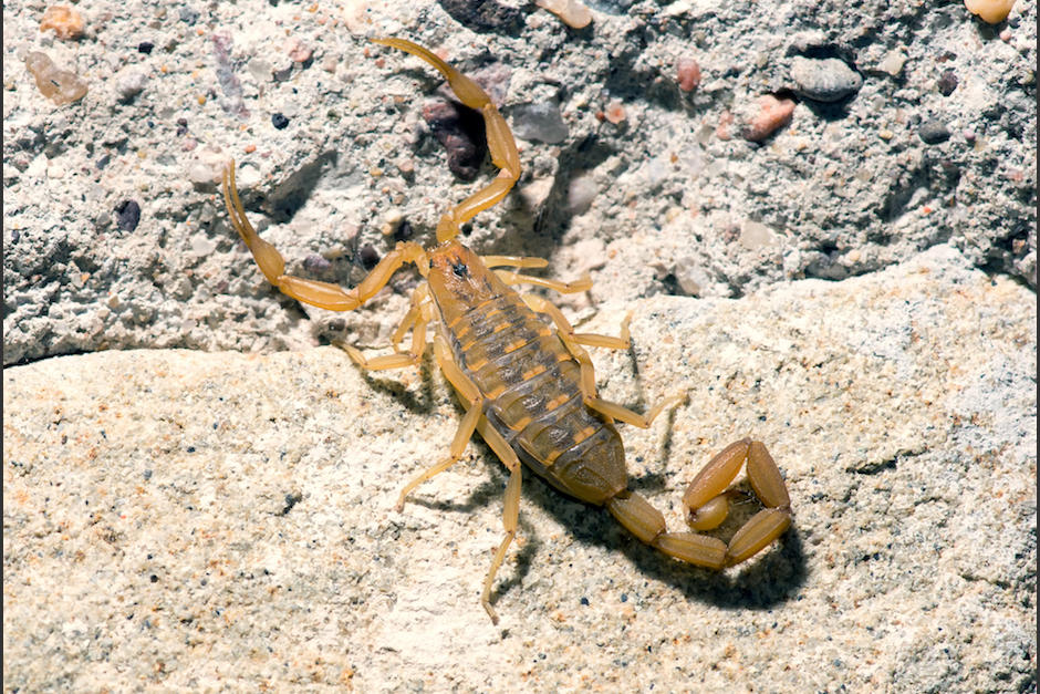 La mujer perdió la vida por la picadura del animal. (Foto: Shutterstock)