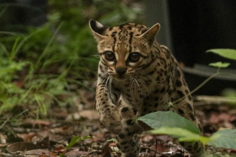 El ejemplar fue liberado en la naturaleza. (Foto: Alejandro Morales)