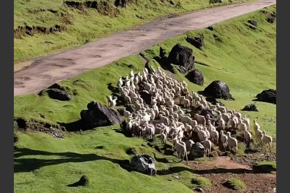 Una peculiar escena protagonizada por decenas de ovejas en Quiché cautivó a internautas. (Foto: captura de video)