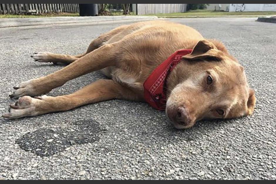 Un perro estuvo durante varios minutos junto al cuerpo sin vida de su dueño. (Foto: Usocl)