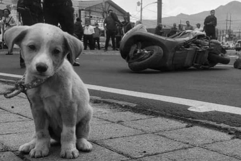Botas, el perro que no abandonó a su dueña tras morir en accidente de tránsito, había sido rescatado un día antes por la víctima. (Foto: redes sociales)&nbsp;