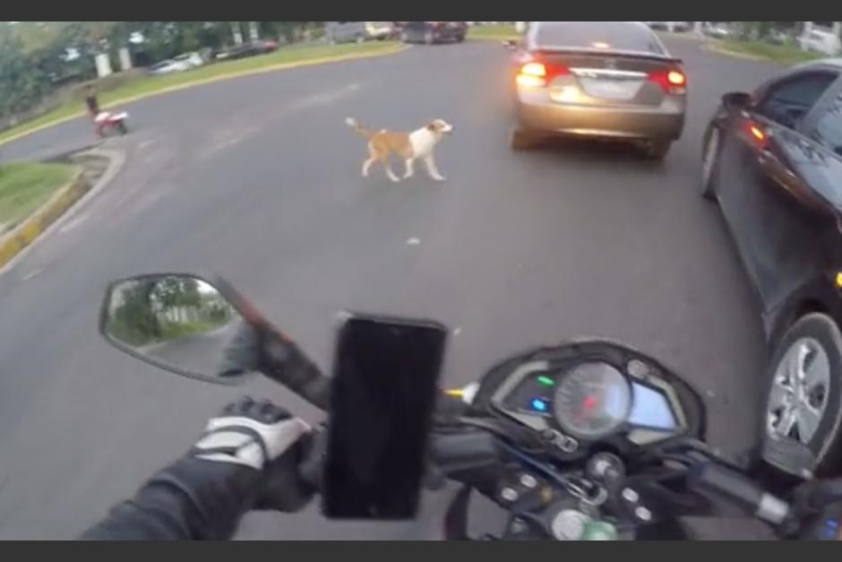 El motorista fue aplaudido por internautas por su reacción con un perro en el tránsito. (Foto: captura de video)
