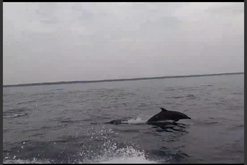 Los delfines captados en las costas del departamento de Santa Rosa. (Foto: WCS)