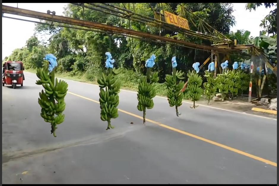 Las pencas de banano detienen a los vehículos para poder cruzar la carretera. (Foto: Jorge Mario GT)