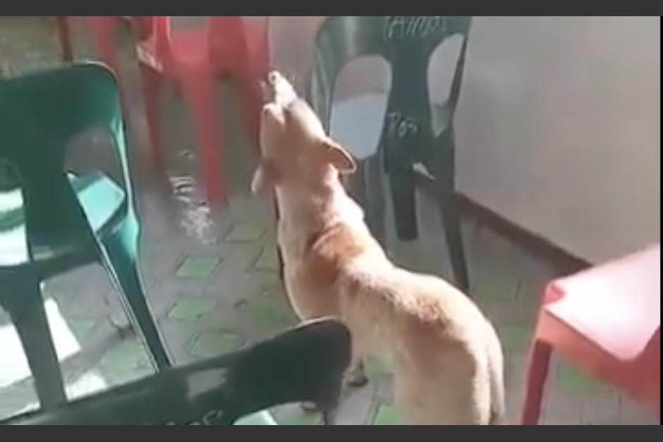 Graban a un perro en el interior de una iglesia, cuando parecía participar de una alabanza. (Foto: captura de video)