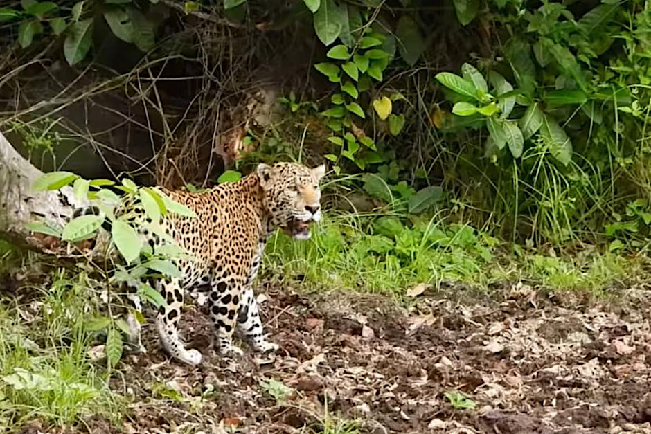 El encuentro con el jaguar se dio en Petén. (Foto: Captura de pantalla)