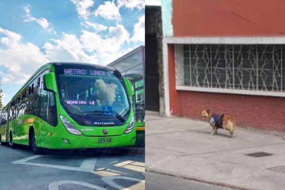 Un perro fue visto abordando una unidad de Transmetro y bajándose en otro sector de la ciudad. (Foto: archivo/Facebook)