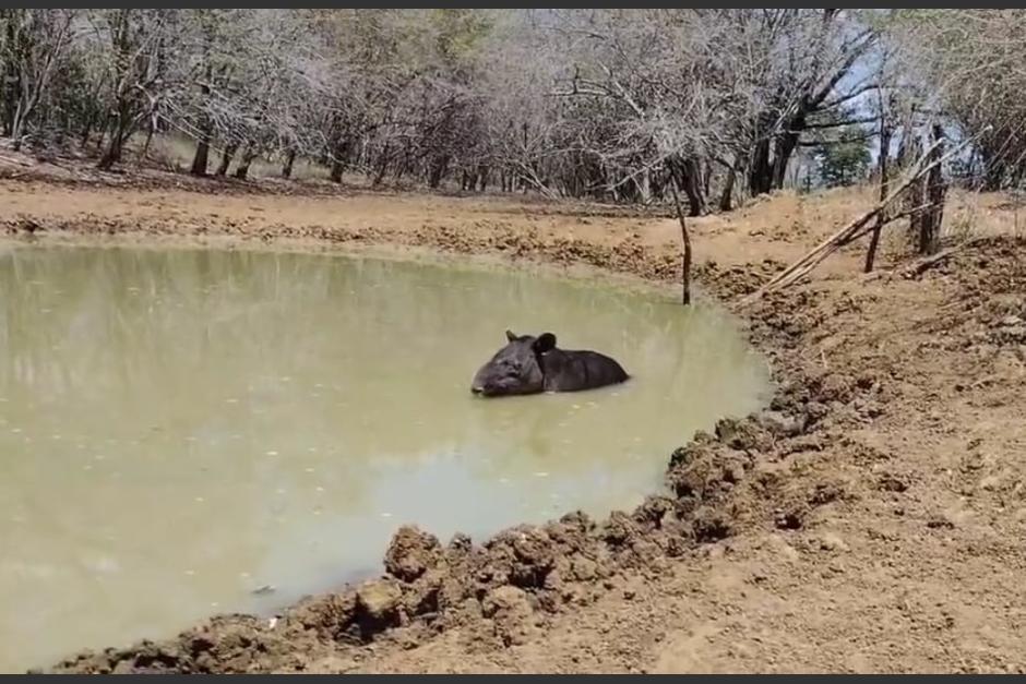 El tapir fue captado refrescándose en un potrero, tras salir de su hábitat en busca de agua. (Foto: captura de video/Conap)