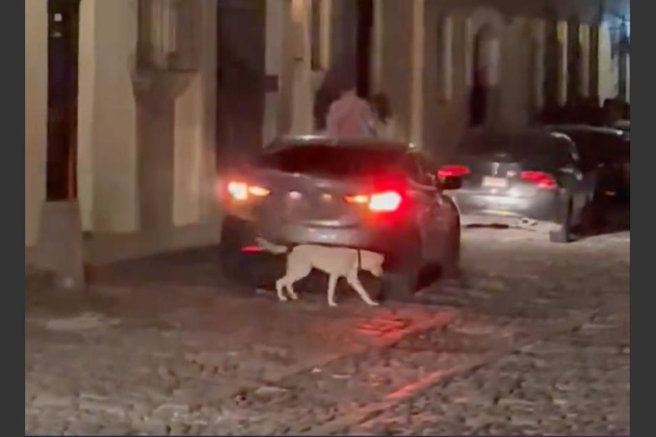 Conductor aseguró que el perro que lo persiguió en calles de Antigua no era de él. (Foto: captura de pantalla)&nbsp;