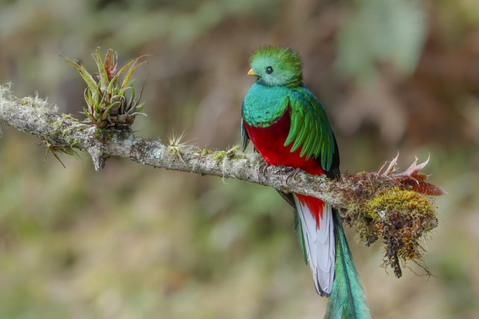 Una joven recibió la inesperada visita de un quetzal en su ventana. (Foto: Oficial)