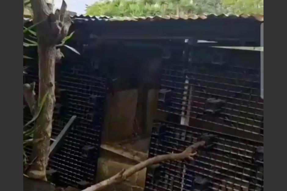 En estas jaulas encerraban a perros que eran rescatados por el MAGA. (Foto: Captura de pantalla)