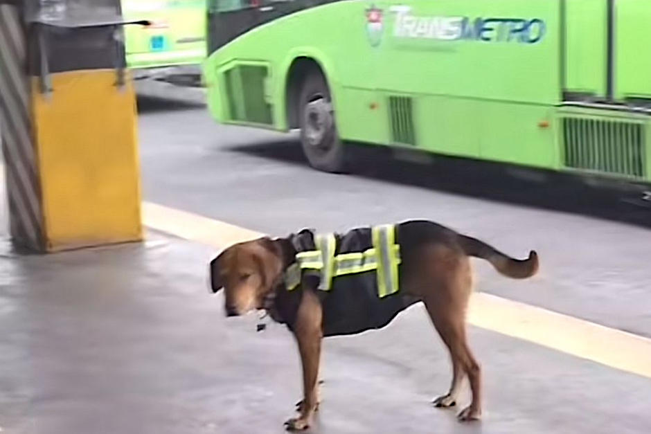 el perrito se hizo popular por un video. (Foto: TIk Tok)