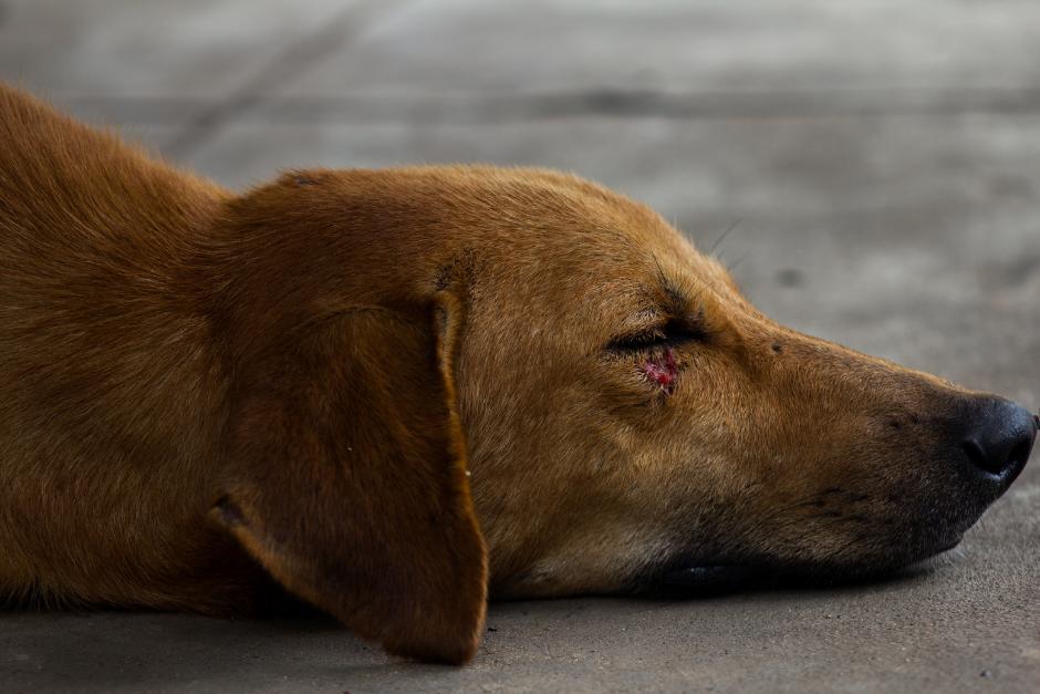 La asociación busca solventar los gastos del tratamiento para el canino. (Foto Ilustrativa: Canva)