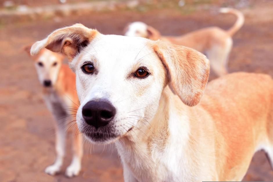 Bomberos municipales rescataron a tres perros atrapados en incendio en zona 13. (Foto: ilustrativa/Pixabay)