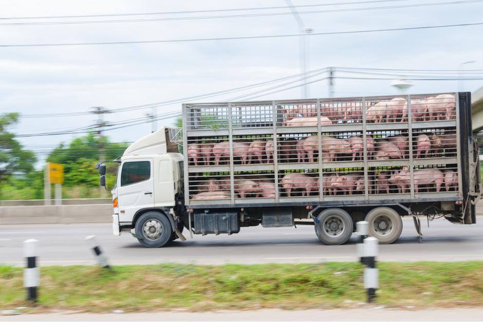 El robo del camión ocurrió en la ruta a Masagua, Escuintla, informaron las autoridades. (Foto: Shutterstock/Soy502)