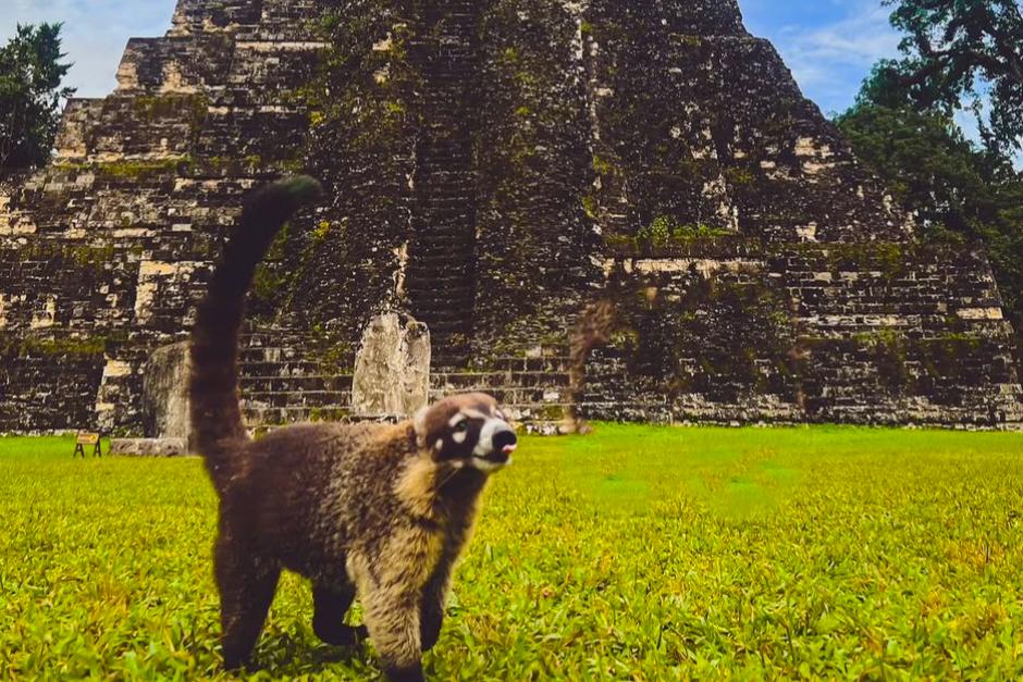 Cada semana el equipo de la Revista National Geographic escoge la mejor fotografía para plasmarla en sus diversas redes sociales e incluso agregarlas a su revista oficial. (Foto: @natgeolatam/Instagram)