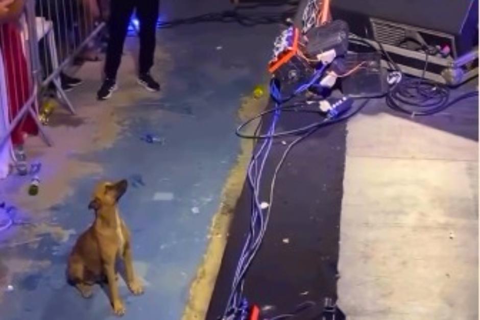 El gesto de la cantante que hizo en su show se volvió viral tras solicitar que apagaran los juegos artificiales al ver qué ingresó un canino al concierto. (Foto: captura de pantalla)&nbsp;